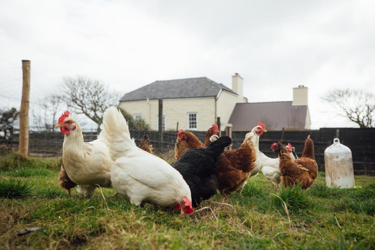 Penrhiw Farm B & B Goodwick Zewnętrze zdjęcie