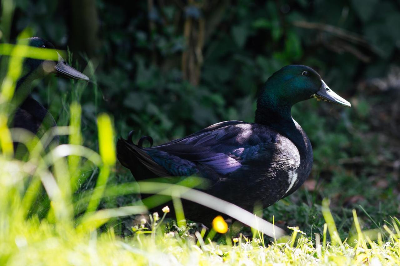 Penrhiw Farm B & B Goodwick Zewnętrze zdjęcie